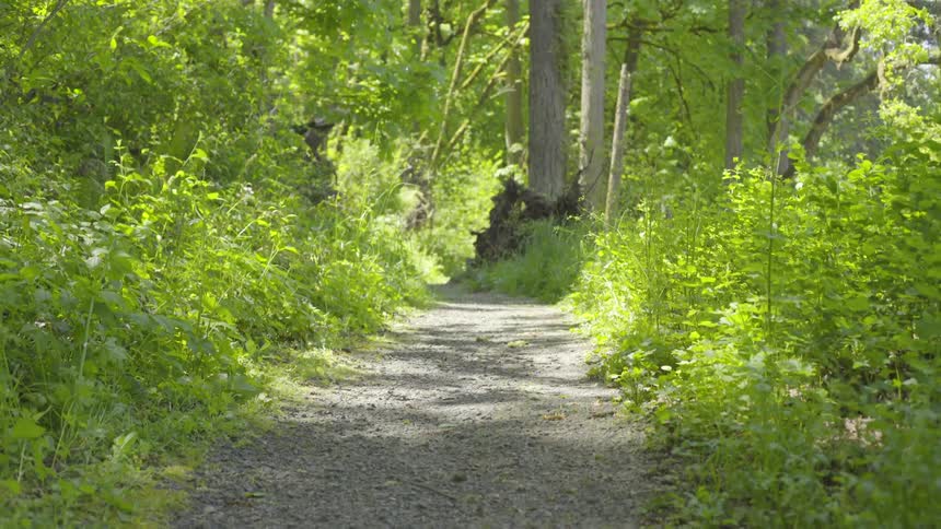 A dirt path lined with vegetation leads into a forest