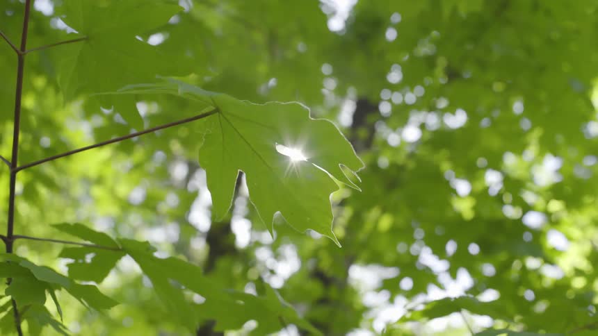 Close view of green leaf on tree branch