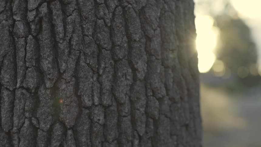 Close view of tree bark with sun shining in distance