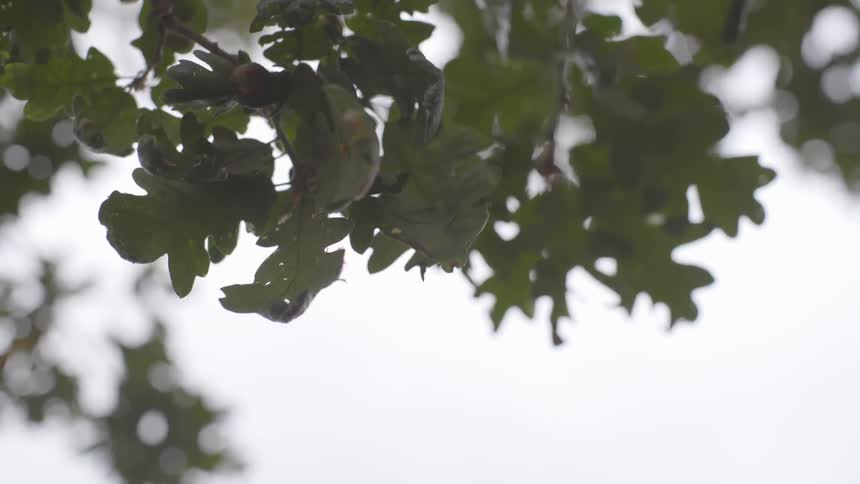Wind blows through green leaves growing on a tree branch