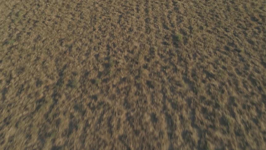 Grass covers a rural field
