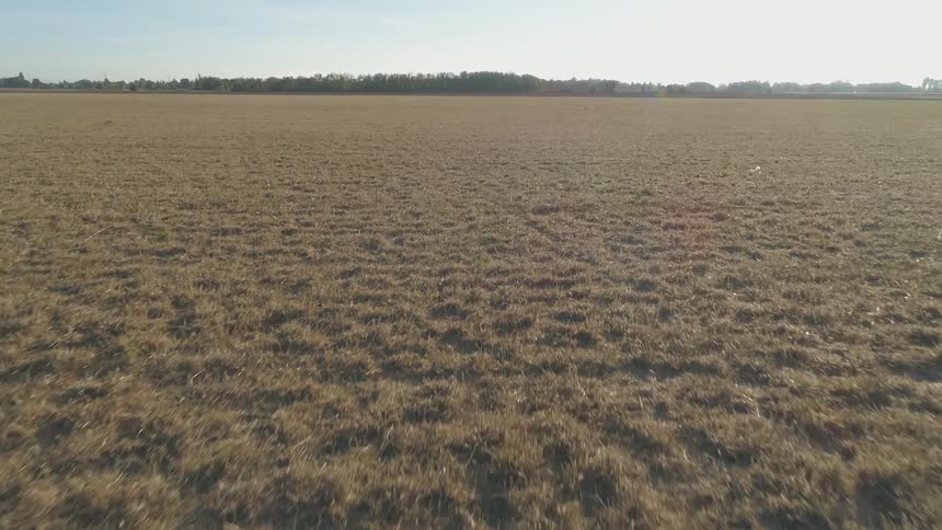 A grassy plain at daytime with trees and the sky in the background