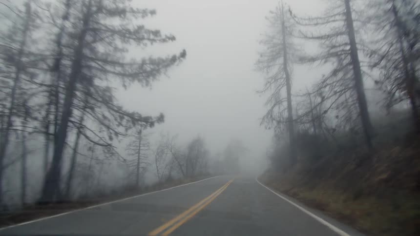 A car travels on a foggy and moist day along a tree lined road
