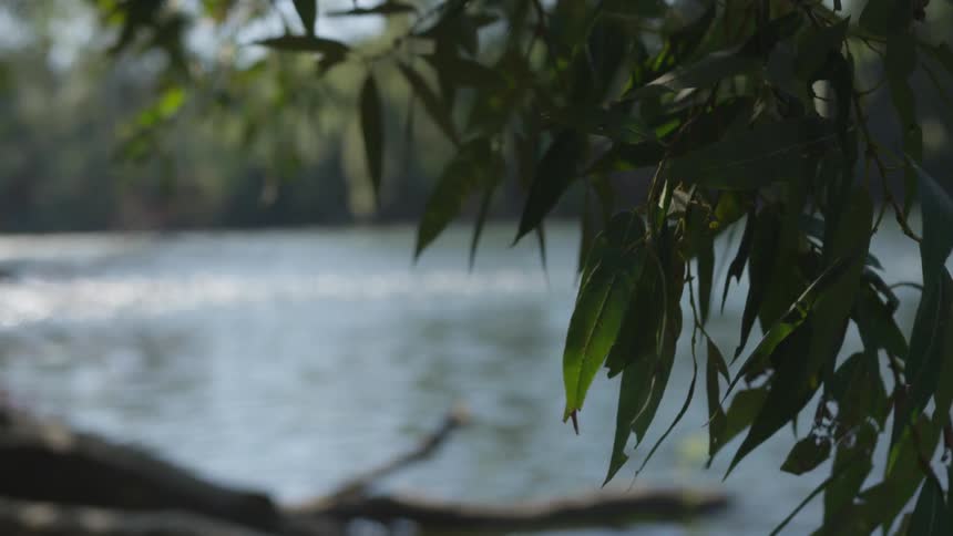 Leaves blowing in a light breeze