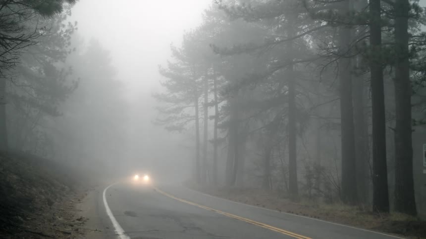 Car drives through a forest on a foggy day