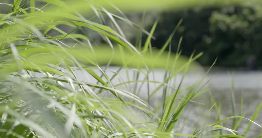 Grass breezes in the wind next to a stream