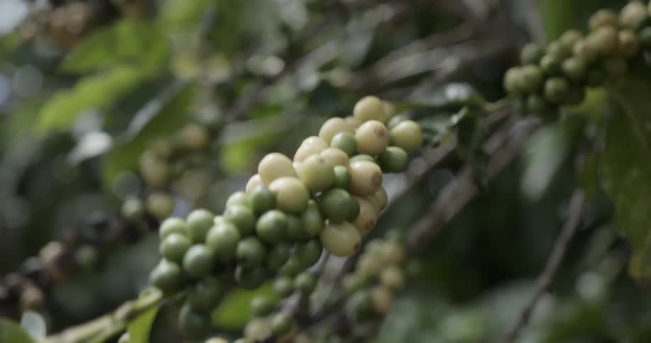 A bunch of grapes on a vine