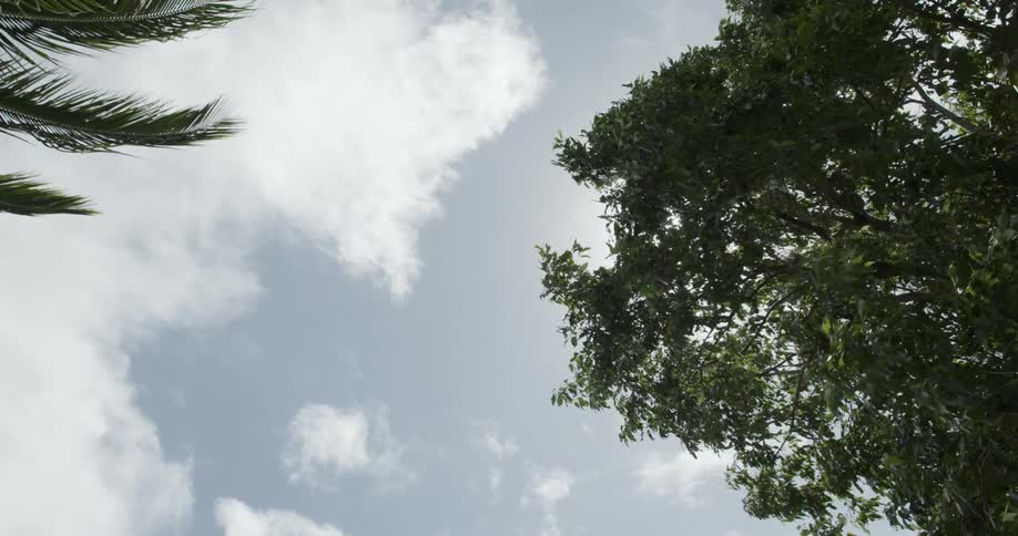 Sun shining through the leaves of a large tree