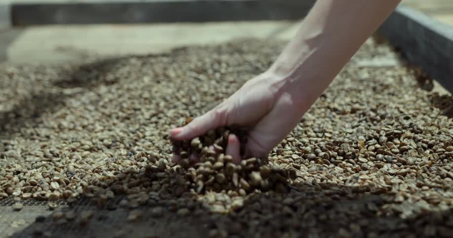 A person picking up a handful of coffee beans