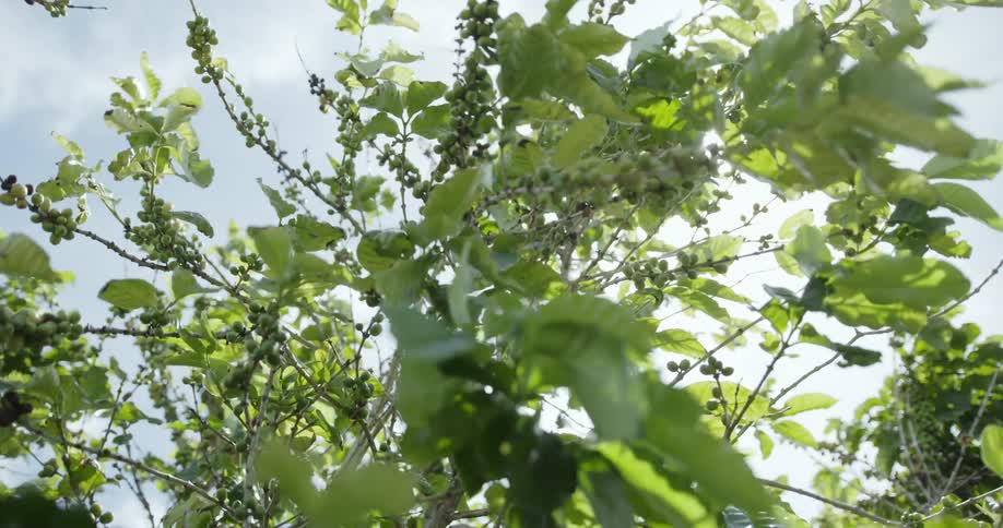 Branches blowing in the wind on a sunny day