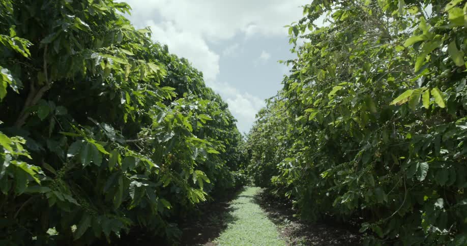 Large crop plants have a small trail in between