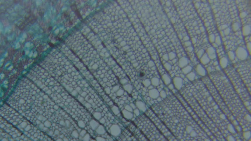 Close up of cells