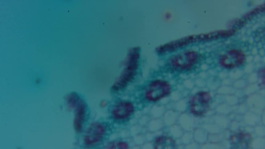 A close up of what someone sees in a microscope