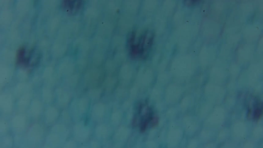 A close up of cells