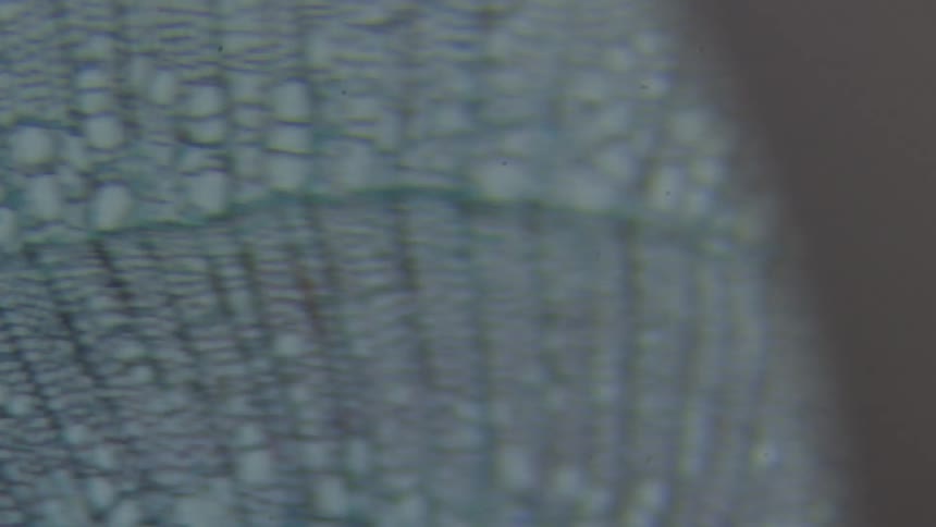Moving pictures of different kinds of cells