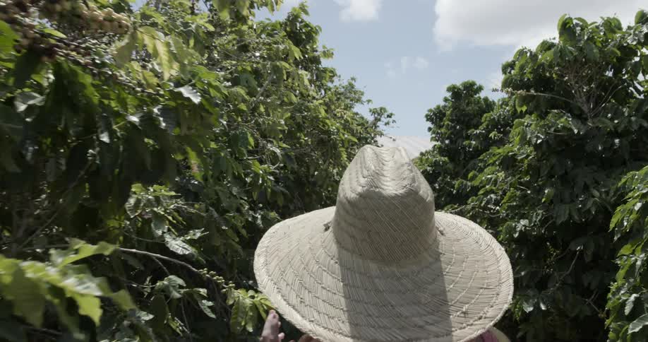 A woman walks through a farm field on a sunny day observing the growth