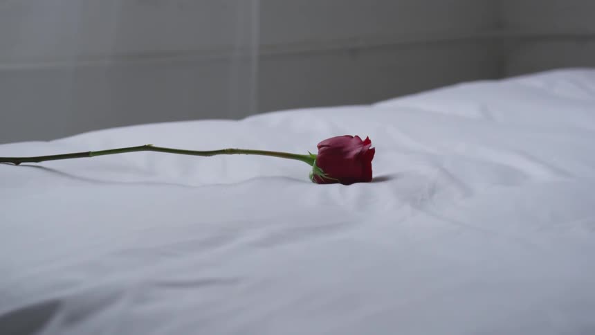A single red rose with a long stem lies on a bed