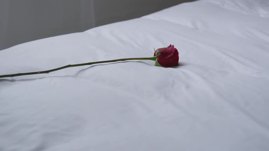 A single long stem red rose is dropped onto a mattress and bounces a few times before coming to a rest a white sheet