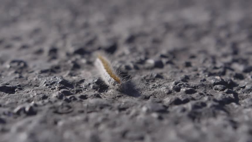 Caterpillar inching his way across on gravel ground