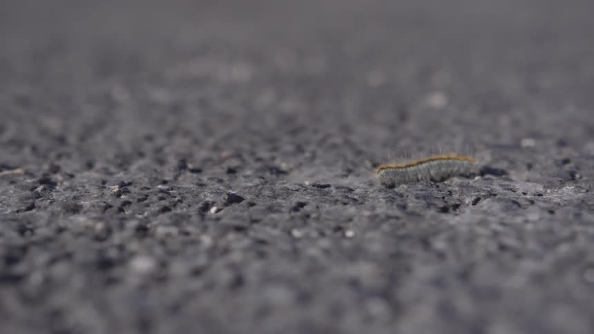 A caterpillar moving across asphalt in slow motion