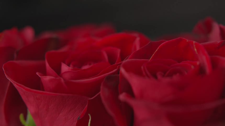 Red roses that are sitting in a studio