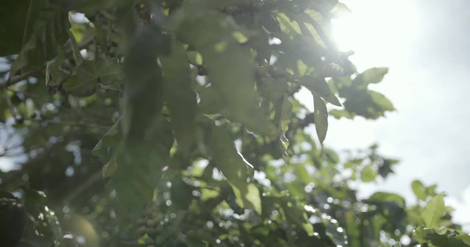 Berries are hanging in a tree