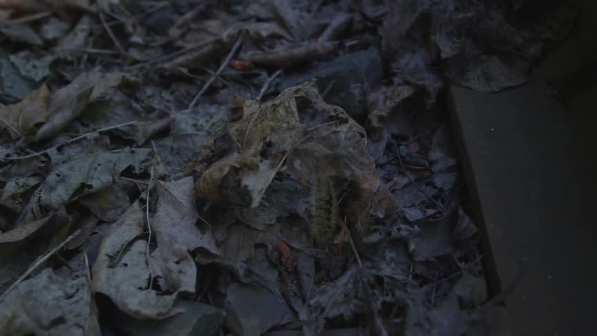 Caterpillar inching its way through a pile dried leaves on the ground