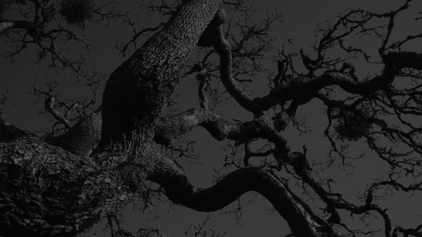 A tree without leaves