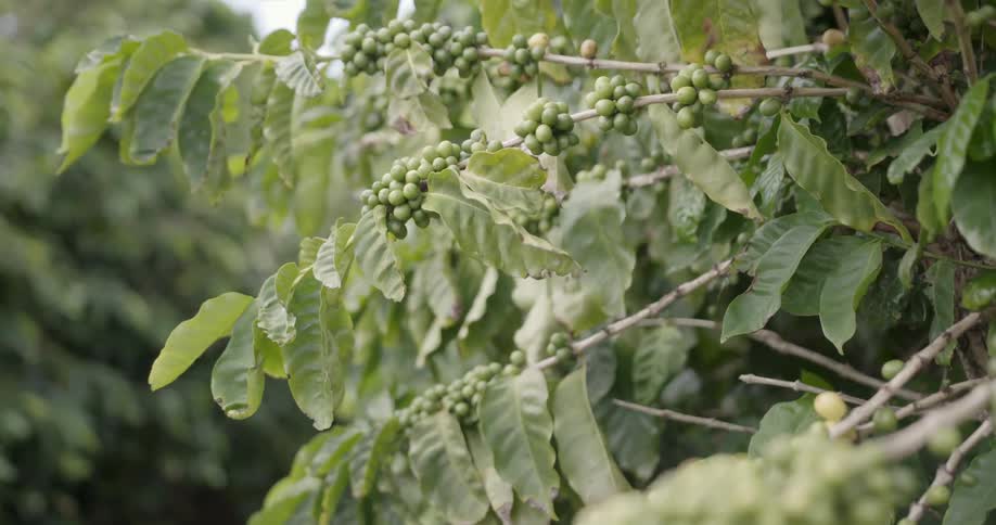 Berries are hanging on a tree