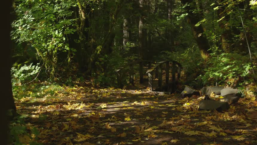 A forest with a small wooden bridge near trees