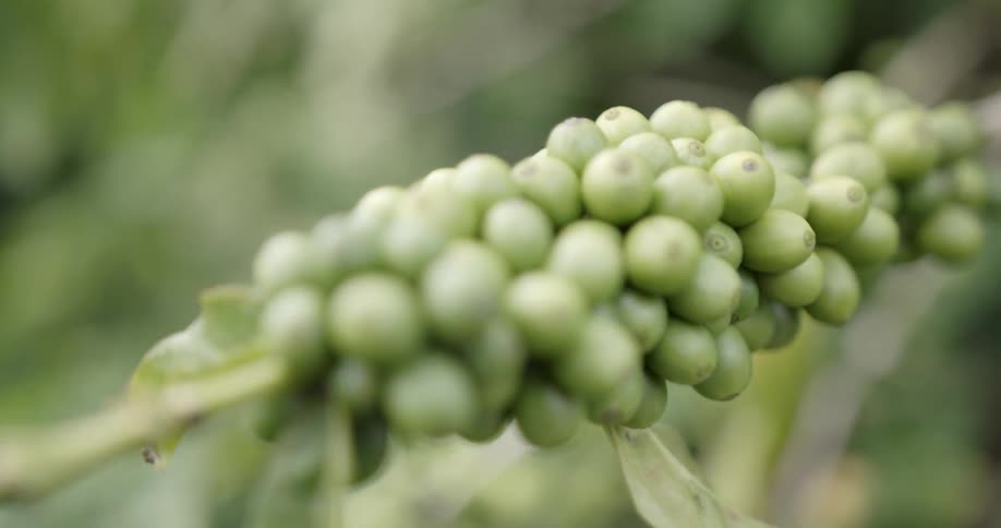 A bunch of grapes on a vine