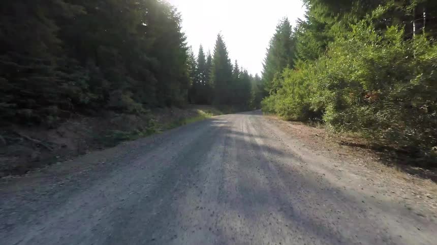The road winds its way through the forest