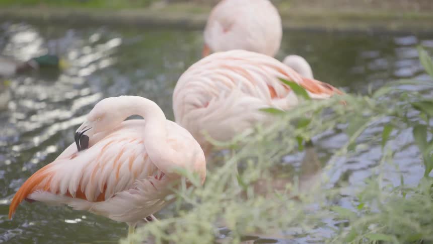 Flamingos standing on a pond with ducks