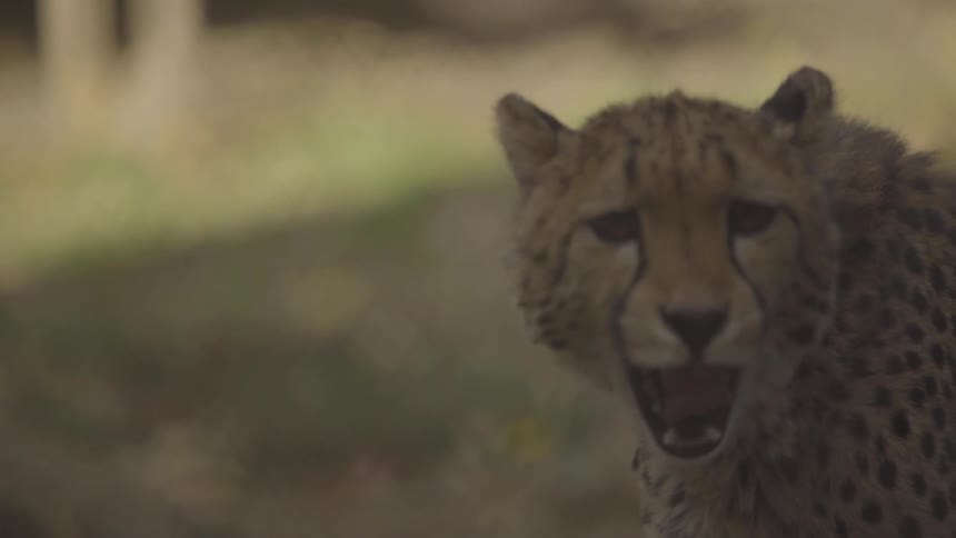 A cheetah yawns showing teeth