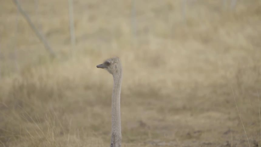 A bird looks around a field