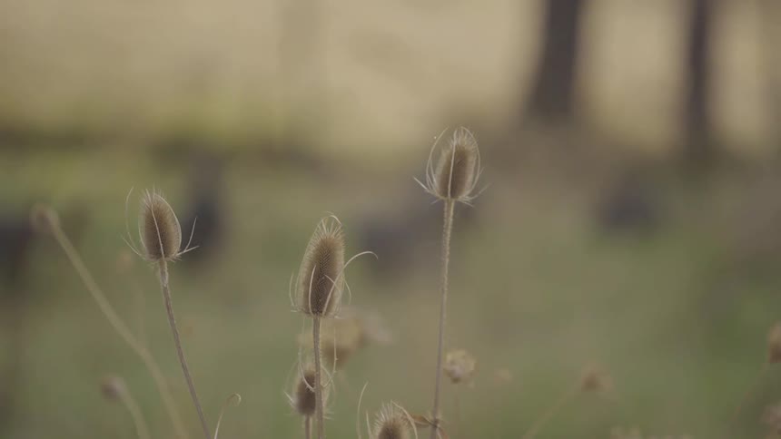 Plants that are swaying in the wind in a field