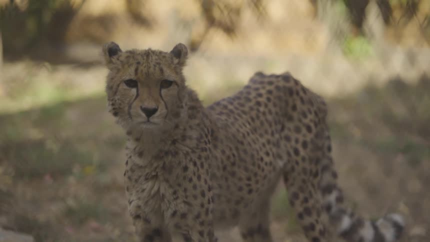 A cheetah looks from left to right