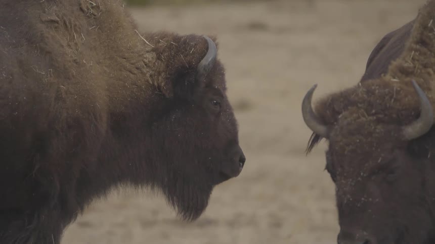 Buffalo eating out of a bin