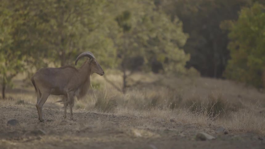 Barbary sheep stands and looks around on the grassland by day