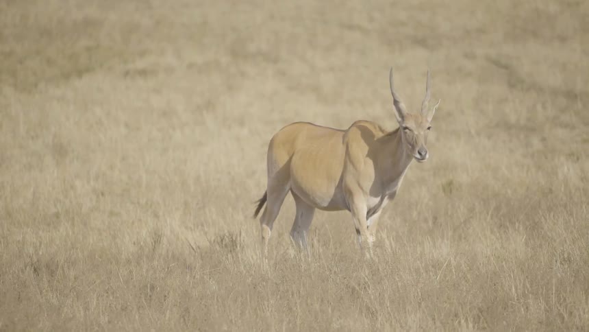 An elk stands on a grassy plain