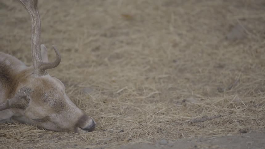 A buck sleeps in a bed of dead grass