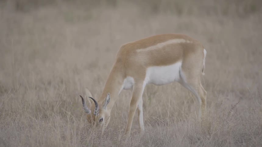 Antelope Grazing