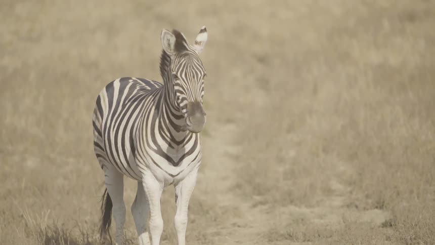 Zebra standing in a dry field with its ears and tail wagging