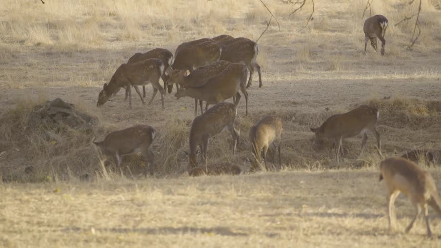 Herd of deer grazing on a field with dry vegetation