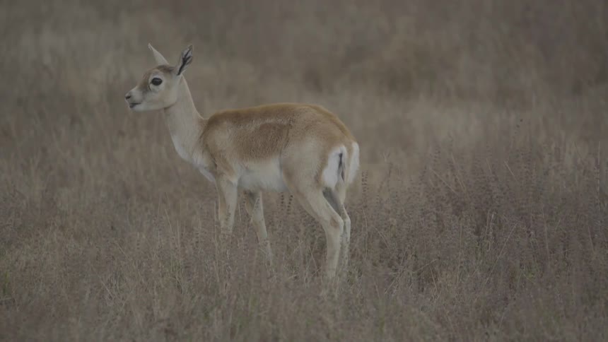 A deer in a grassland eating grass