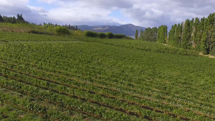 Flying over a vineyard full of plants