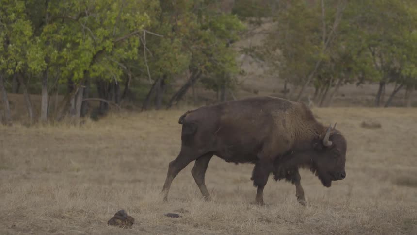 A buffalo walking around on a field