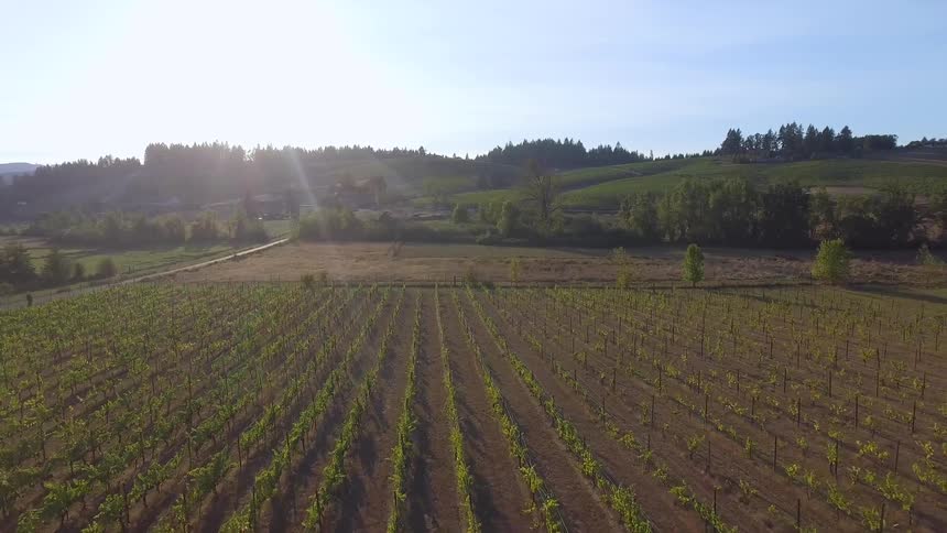 Rows of crops next to empty field