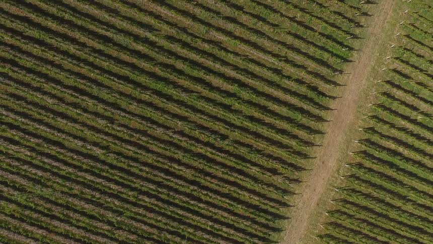 Rows of crops grow in a rural field
