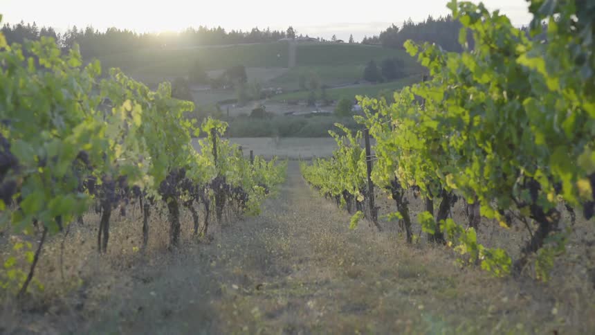 Small butterflies flying around a vineyard at sunset